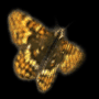 butfly3.MNG